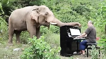 Музыкант растрогал Сеть игрой на пианино умирающим слонам