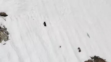 Видео с упорно карабкающимся по склону медвежонком растрогало пользователей Сети