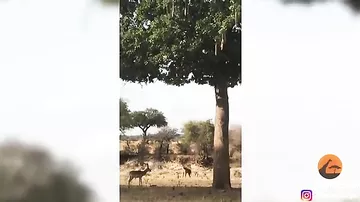 Леопард прыгнул на жертву с дерева на глазах туристов