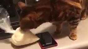 Сеть рассмешило видео эпичной погони хозяйки за котом, стащившим тесто