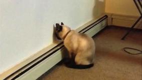 Немедленно отнесите свою кошку или собаку к ветеринару, если она прижимается головой к стене