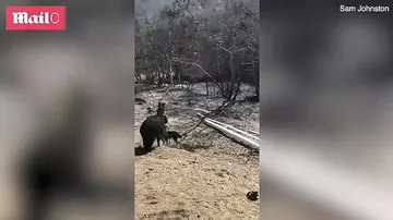Onlar alov fəlakətinin dördayaqlı qurbanlarıdır