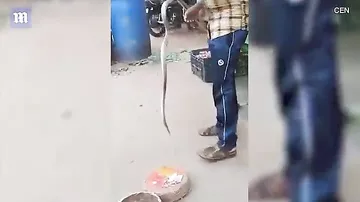 Предсмертное фото: в Индии во время съемки змея укусила мужчину