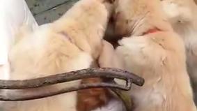 Любвеобильные щенята чуть до смерти не зализали отдыхавшего на стуле кота