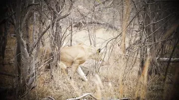 Туристы, засевшие в засаде, запечатлели удачную охоту львицы на антилопу