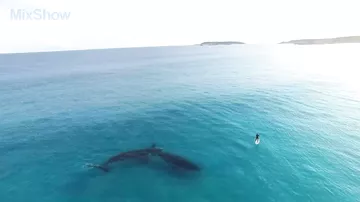 Вот, что происходит, когда умирает кит