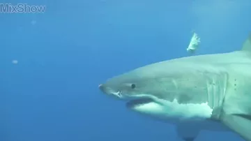 Почему акулы нападают на корабли