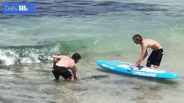 Сёрфер спас «севшую» на мель акулу и доставил её на своей доске до глубины