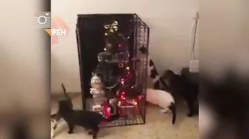 Видео попыток кошек атаковать елку рассмешило пользователей Сети