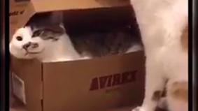 Кот «упаковал» своего сородича, не желающего освобождать коробку