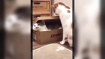 Кот «упаковал» своего сородича, не желающего освобождать коробку