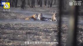 В Китае тигры превратились в упитанных котиков