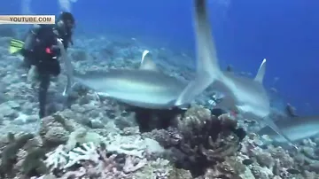 Акула подплыла вплотную к дайверу и сорвала маску