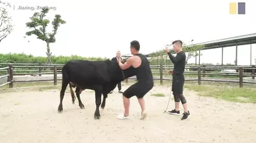 Китайский мастер боевых искусств сражается с быком