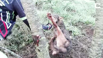 Волк, застрявшей в проволоке, напал на своего спасателя