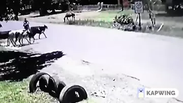 Кунг-фу корова задними копытами сбросила байкера с мотоцикла