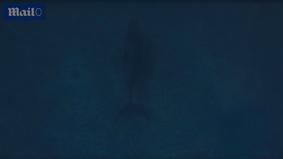 Игривый детёныш горбатого кита совершил зрелищное всплытие из глубины океана