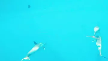 Вот почему акулы боятся дельфинов и косаток