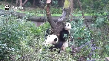 Две панды не поделили понравившееся дерево