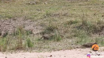 Леопард на лету поймал антилопу в африканском парке