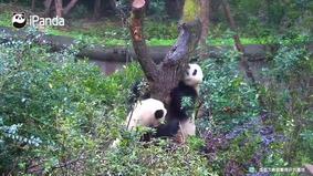 Pandaların ağac uğrunda davası
