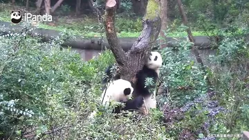 Pandaların ağac uğrunda davası