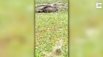 Голодный бегемот поймал рыбака в африканском озере