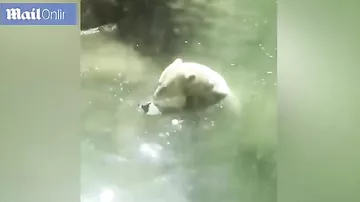 Белый медведь пытался оживить птичку, которую дали ему на обед