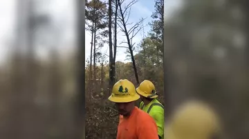Рабочих поджидал неожиданный сюрприз во время валки деревьев