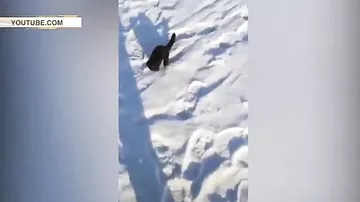 Норка попыталась украсть улов у рыбаков