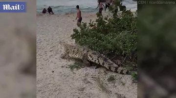 Крокодил, неожиданно появившийся на пляже, поверг в ужас колумбийских отдыхающих