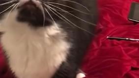 Видео с "говорящей" кошкой стало вирусным