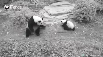Мать-панда устроила экстремальный аттракцион для своего детёныша в китайском питомнике