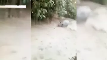 Обезумевший носорог загнал людей на деревья в Индии