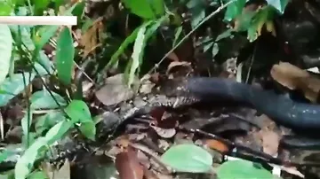 Гигантская королевская кобра проглатывает питона