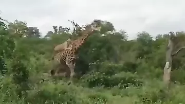 Жираф отбился от шести голодных львиц в африканском парке дикой природы