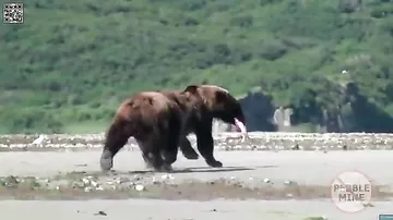 Две медведицы не поделили рыбу на побережье Аляски
