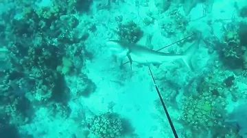 Акула напала на дайвера во время подводной рыбалки и отобрала у него улов