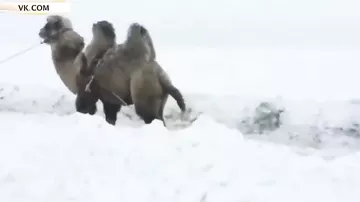 Верблюд вытащил застрявшую «Ниву» из снежной колеи