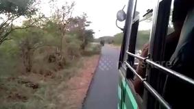 Слоны не поделили дорогу с автобусом