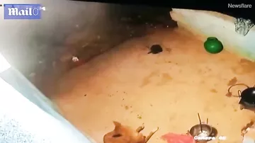 Леопард утащил собаку, спящую возле дома в Индии