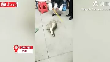 «Свирепую убийцу всего живого» выловили в озере в Китае