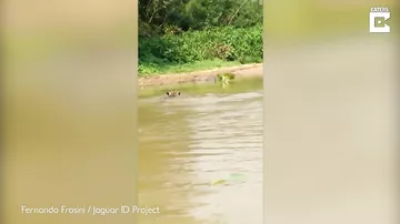 Охота ягуара на каймана попала на видеокамеру в Бразилии