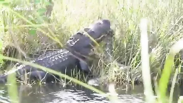 Бой крокодила с питоном снял американский турист