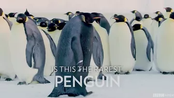 «Самый редкий пингвин в мире» был снят на камеры