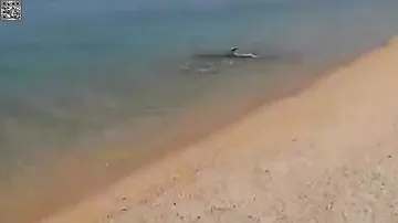 Игривый дельфин гоняет рыбок в Керчи