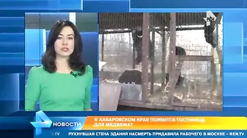 Восемь медвежат спасли в Хабаровске