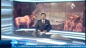 Останки пещерных львят десятитысячелетней давности нашли в Якутии