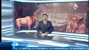 Останки пещерных львят десятитысячелетней давности нашли в Якутии