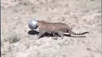 Голова Леопарда застряла в бидоне, спасение хищника